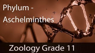 Animal Kingdom  Phylum  Aschelminthes  Detailed Explanation  Representation  Part 6 [upl. by Amling]