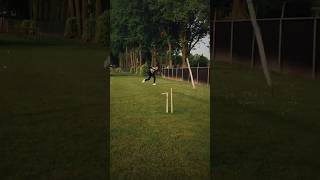 Got them stumps cartwheeling 🔥 cricket netherlands cricketedits t20worldcup jaspritbumrah [upl. by Macdermot]