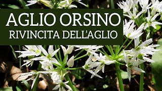 Aglio orsino la rivincita dellaglio [upl. by Notniuq]