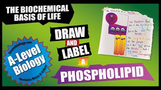 Draw and Label a Phospholipid  Lipids  A Level Biology [upl. by Thoer]