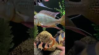 Non Schooling Group Fish shorts fishkeeper fishtank fish aquariumfish fishkeeping petfish [upl. by Odrareg]