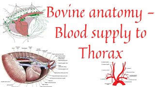 Blood supply to thorax  Aorta  Brachiocephalic trunk  Common carotid artery [upl. by Scherle]