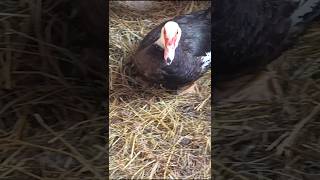 Broody Muscovy Duck [upl. by Notyrb738]