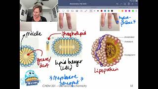 Lipids and The Hydrophobic Effect [upl. by Parshall]