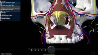 3D Nasal Vista  Demo 01 [upl. by Jehu]