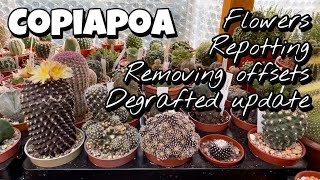 Copiapoa flowers repotting removing offsets degrafted cactus update stinky flower [upl. by Englis]