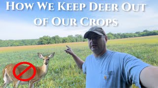 How We Keep Deer Out of Our Crops [upl. by Nwahsuq]