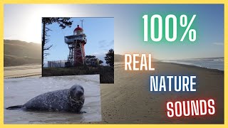 Vlieland Extended Movie  100 REAL Nature Sounds [upl. by Studner]