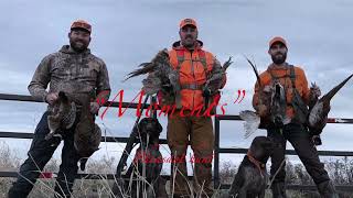 First Ever Pheasant Hunt For Me amp The Dog [upl. by Branch]