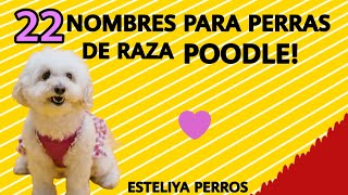 NOMBRES HERMOSOS PARA PERRAS POODLE [upl. by Areval]