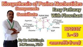 Biosynthesis of Purine Nucleotides  IMP AMP amp GMP  Biochemistry  BP203T  L49 [upl. by Ibur]