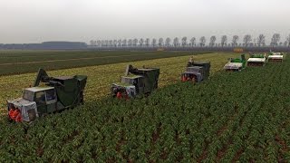 Brussels sprout harvesting XXL  6 Tumoba amp Jamafa harvesters  Gebr Herbert [upl. by Lyrak]