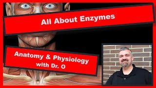 All About Enzymes Anatomy and Physiology [upl. by Boycie]