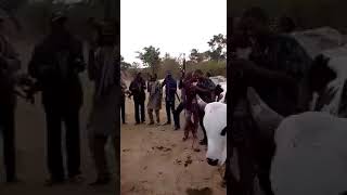 The Fulani Jihadist herdsmen Killing Nigerians [upl. by Derr344]