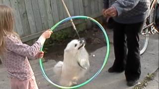 American Eskimo Dog quotPepperquot jumping through hoops tricks [upl. by Assirram]