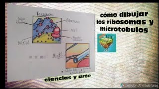 Como dibujar los ribosomas y los microtúbolos organelos celulares fácil [upl. by Imoin]