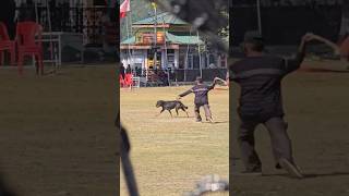 Rabid dog in Chamba peepalfarm [upl. by Ardnuhsal]