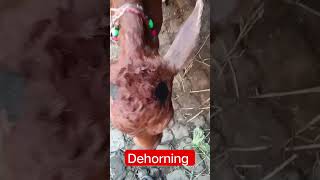 dehorning in calf youtubeshorts ytshortsindia calf cow [upl. by Tyler]