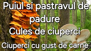 Puiul de padure  Ciuperca cu gust de carneCules de ciuperci și rețete [upl. by Anail]