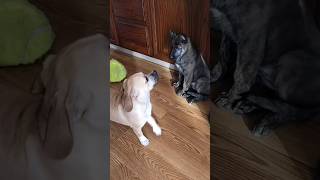 Baby Siberian Husky afraid of Puggle [upl. by Ativet]