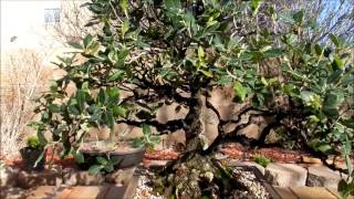 California Live Black Oak 2017 bonsai tree [upl. by Ahselak]