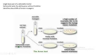 Ames test mutación mutation mutagen biología molecular biology [upl. by Adnole]