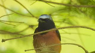 Phoenicurus phoenicurus  colirrojo real  common redstart [upl. by Inger]