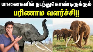 Evolution in Elephants  யானைத் தந்தங்களில் நடக்கும் பரிணாம வளர்ச்சி  Tusklessness in Elephants [upl. by Eloccin]