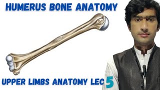 Humerus bone anatomy [upl. by Sloatman]