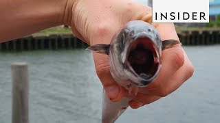 Device Makes Dead Fish Look Like Live Bait [upl. by Ardnuhs]