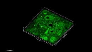 Highly Multiplexed Subcellular RNA Sequencing in Situ [upl. by Mahon]