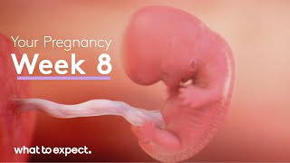 8 Weeks Pregnant  What to Expect [upl. by Rory]