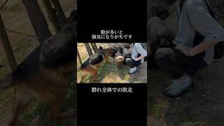 【多頭飼い】1頭ずつのみの練習は、意味が無い。 doglibre シェパード 犬のしつけ [upl. by La Verne]