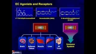 Endocannabinoid System PowerPoint Presentations [upl. by Eitsyrc976]