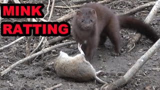 Mink Cleaning Up the Last of the Rats [upl. by Barhos]