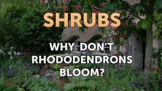 Why Dont Rhododendrons Bloom [upl. by Murry]