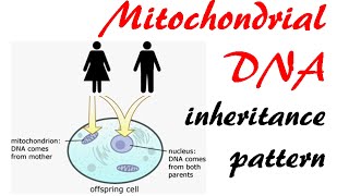 Mitochondrial DNA inheritance pattern [upl. by Mayhs]