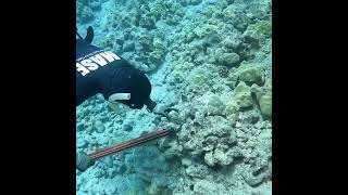 Spearfishing in the depths ocean fishingsnorkeling lobster [upl. by Nauqan]