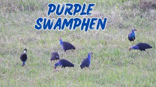 Purple Swamphen [upl. by Schear288]