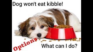 Why wont my dog eat kibble What can you add to kibble for picky dogs [upl. by Rollo]