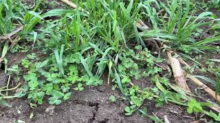 Crimson Clover  Oat Cover Crop [upl. by Carena725]