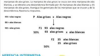 Resolviendo problemas de genética [upl. by Atival]