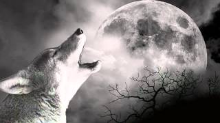 Wolf Howling [upl. by Poppy]