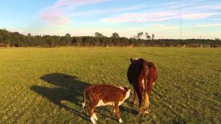 Herding Cattle with a Drone [upl. by Benisch634]