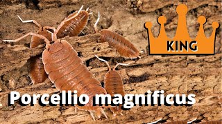 Porcellio magnificus The best isopod [upl. by Knick]