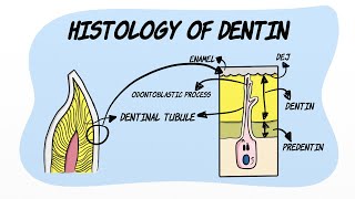 Histology of Dentin [upl. by Mccutcheon845]