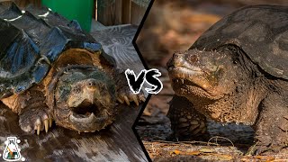 ALLIGATOR SNAPPING TURTLE VS COMMON SNAPPING TURTLE  Who Would Win [upl. by Rebma]