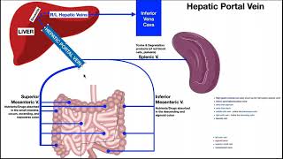 The Hepatic Portal System EXPLAINED [upl. by Rahmann]