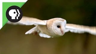 Owl Shows Off Silent Flight Superpower [upl. by Kalila]