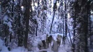 Dog Sledding with Alaskan Malamutes [upl. by Tom]